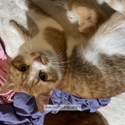 Photo 1/1 Luna Chat perdu à Saint dizier la tour