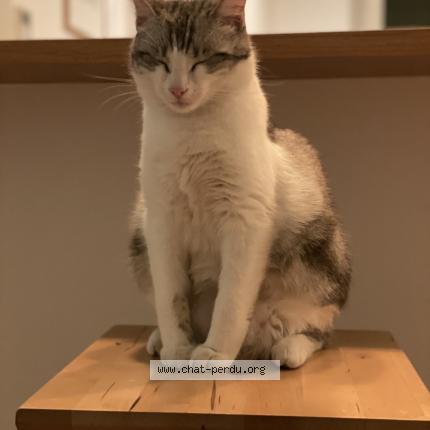 Photo 1/1 Pixelle Chat perdu à Marseille