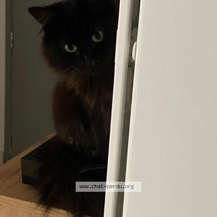 Photo de chat perdu à Chauray