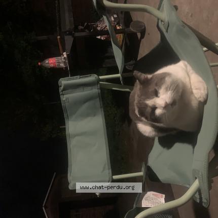 Photo 1/1 Chat retrouvé Perdu à Tartas