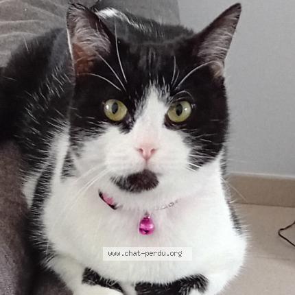 Photo 1/1 Murielle Gueguen Chat perdu à Parigny