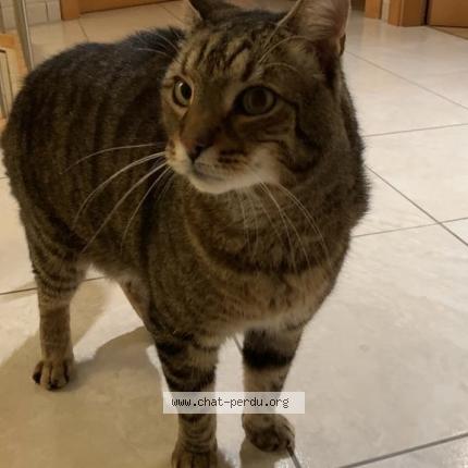 Photo 1/1 Chat retrouvé Perdu à Weyersheim