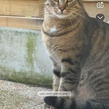 Photo 1/1 Cali Chat perdu à Toulouse