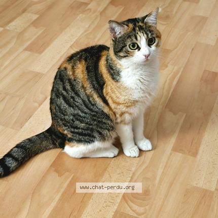 Photo 1/1 Cookie Chat perdu à Les mureaux