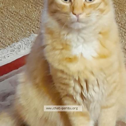 Photo de chat perdu à Grenoble