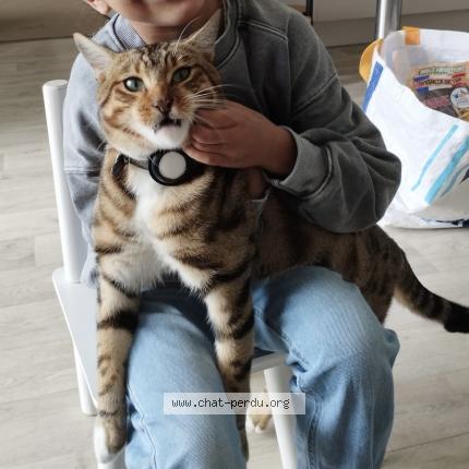 Photo 1/1 Simba Chat perdu à Savigny sur orge