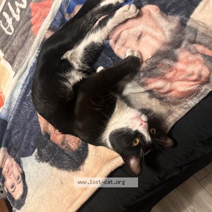 Photo 1/1 Felix Chat perdu à Casa grande