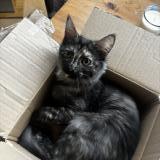 Photo de chat perdu à Saint Germain En Laye