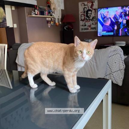 Photo de chat perdu à Plouguerneau