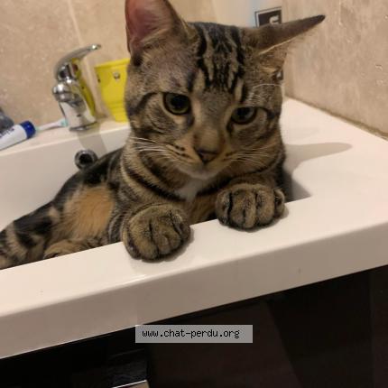 Photo de chat perdu à Fontaines En Sologne