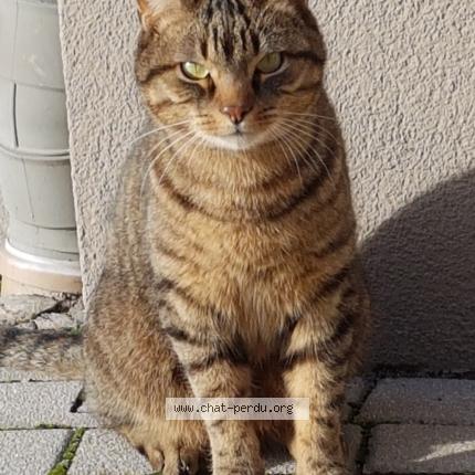 Photo 1/1 Chat retrouvé Perdu à Brumath