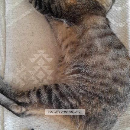 Photo 1/1 Bonnie Chat perdu à La garde