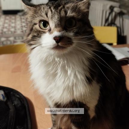 Photo 1/1 maurice Chat perdu à St pierre des corps