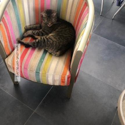 Photo de chat perdu à Ploufragan