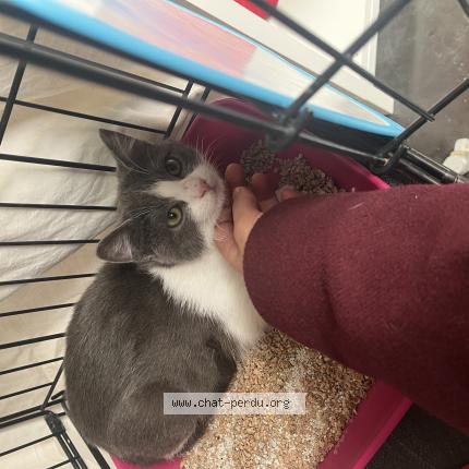 Photo de chat perdu à Morlaix