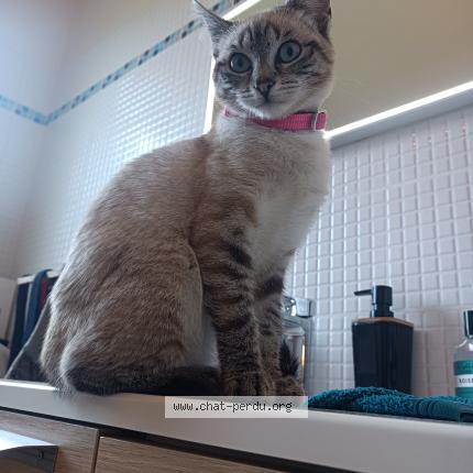 Photo de chat perdu à Gennes Sur Glaize