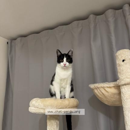 Photo 1/1 Oreo Chat perdu à Sartrouville