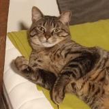 Photo de chat perdu à Marcq En Bareul