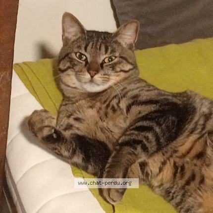 Photo 1/1 Chat retrouvé Perdu à Marcq en bareul