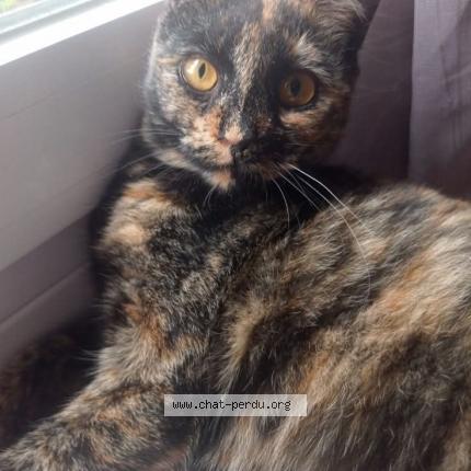 Photo de chat perdu à Trelaze