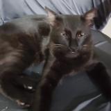 Photo de chat perdu à Pune