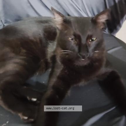 Photo 1/1 Titu Chat perdu à Pune