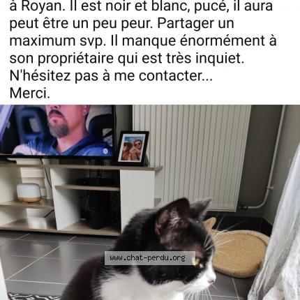 Photo de chat perdu à Royan