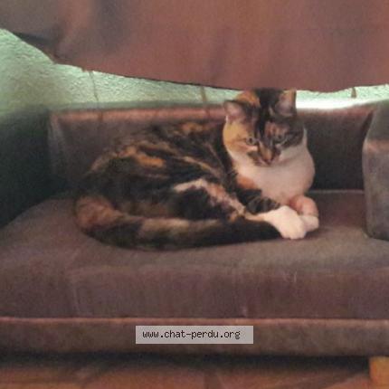 Photo 1/1 Chat retrouvé Perdu à Gagnac Sur Garonne
