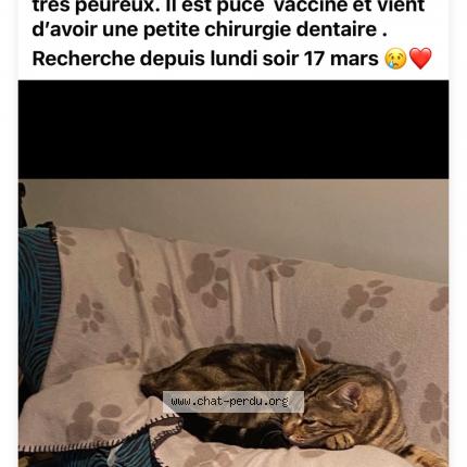 Photo de chat perdu à Chambery