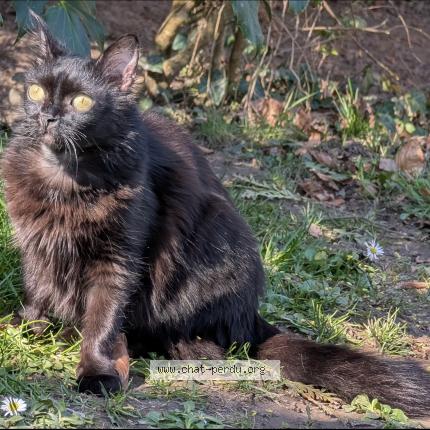 Photo de chat perdu à Bondoufle