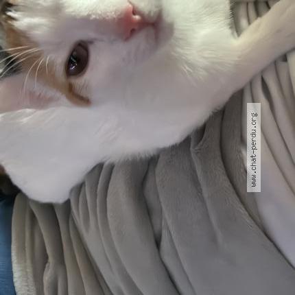 Photo de chat perdu à Torcy