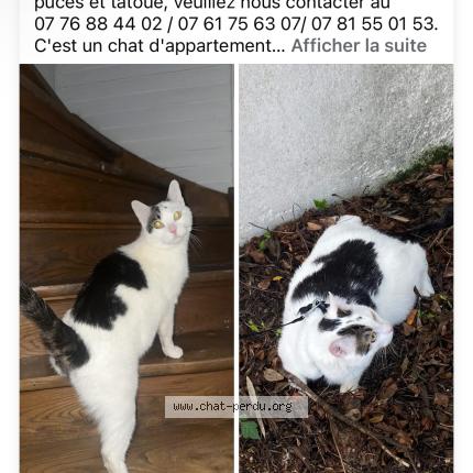 Photo 1/1 Chat retrouvé Perdu à Lille