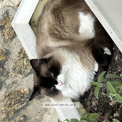 Photo de chat perdu à Bry Sur Marne