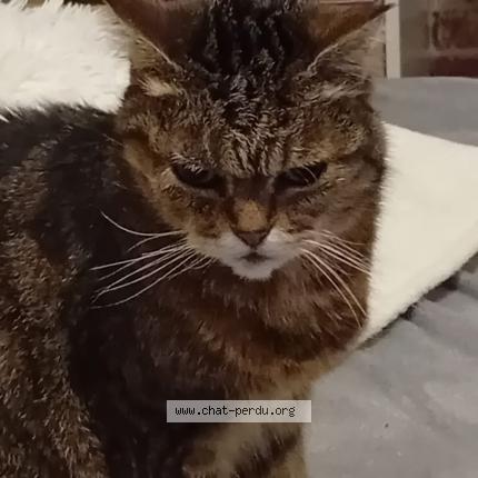 Photo de chat perdu à Givet