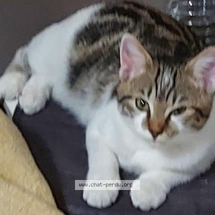 Photo 1/1 Chat retrouvé Perdu à Sevran