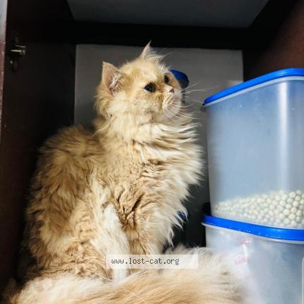 Photo 1/1 Mia Chat perdu à Trivandrum