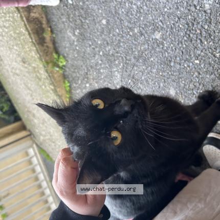 Photo 1/1 Chat retrouvé Trouvé à Malakoff