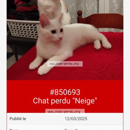 Photo 1/1 DES CASTORS Chat perdu à Luce