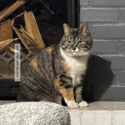 Photo de chat perdu à Hambers