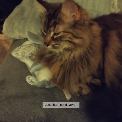 Photo 1/1 Sweety Chat perdu à Villeveyrac