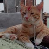 Photo de chat perdu à Jhansi