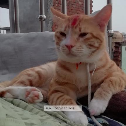 Photo 1/1 Chikoo Chat perdu à Jhansi