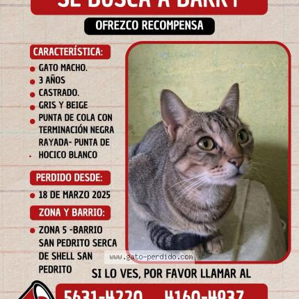 Photo 1/1 Barry Chat perdu à Barrio san pedrito