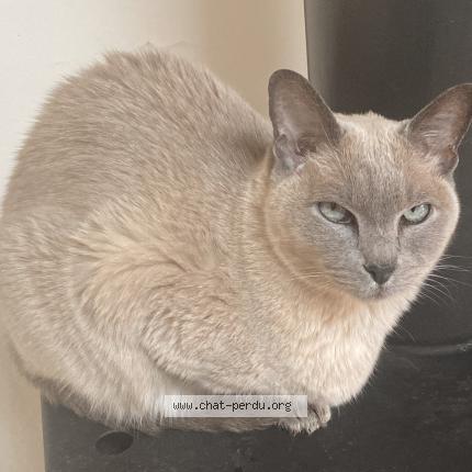 Photo 1/1 Coré Chat perdu à Les arcs