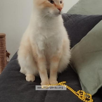Photo de chat perdu à Pennautier