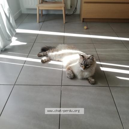 Photo de chat perdu à Bouguenais