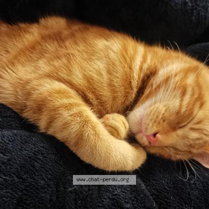 Photo 1/2 Ares Chat perdu à Arles