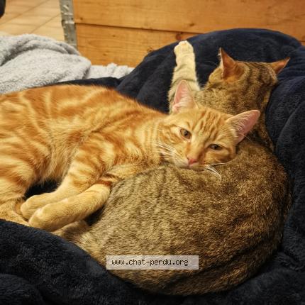 Photo 2/2 Ares Chat perdu à Arles