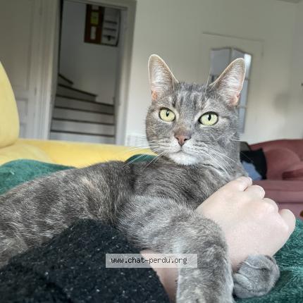 Photo de chat perdu à Aguilcourt