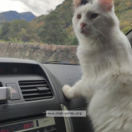 Photo de chat perdu à Sainte Marie De Cuines